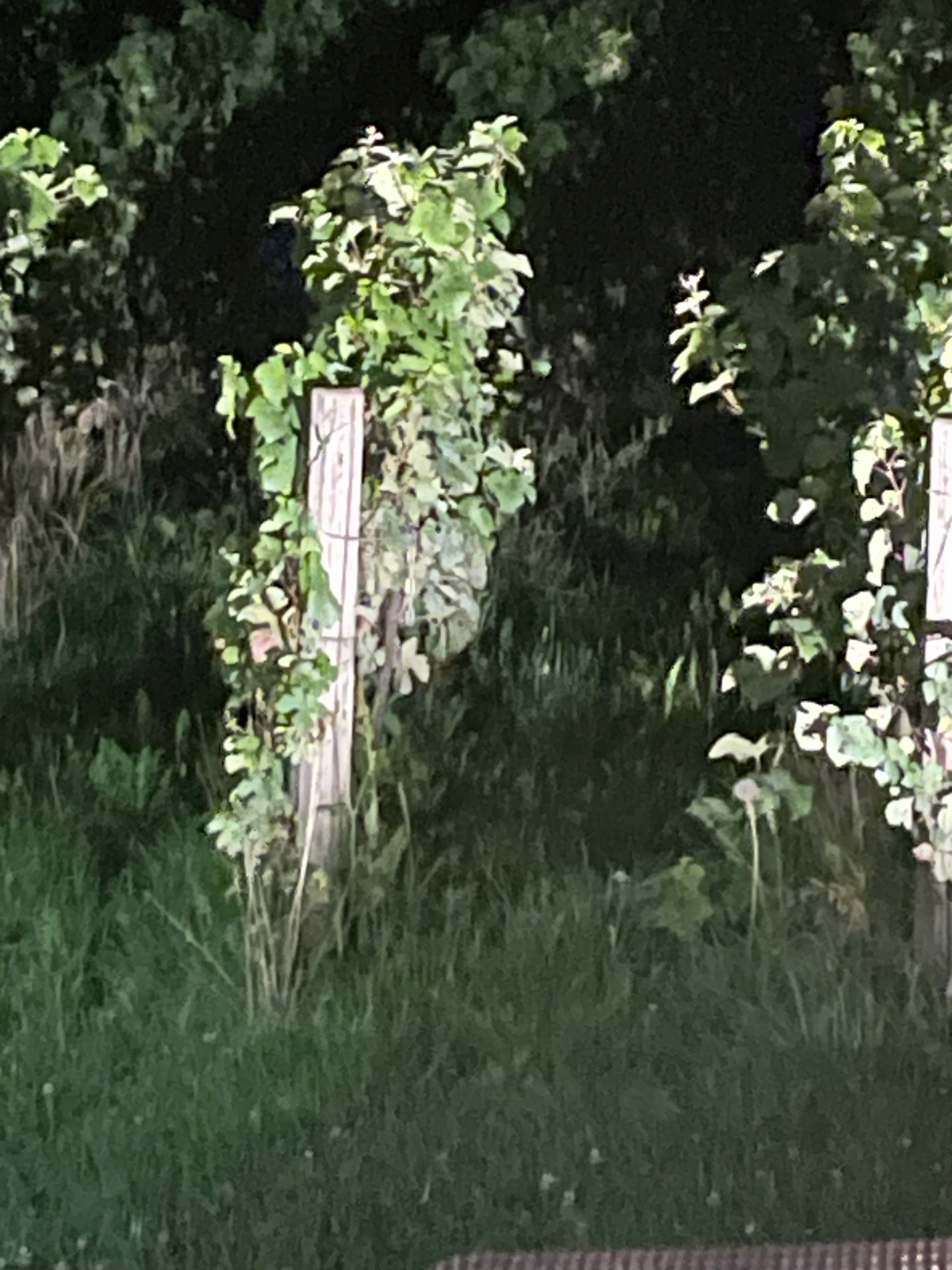 Profilo di Dioniso nelle piante