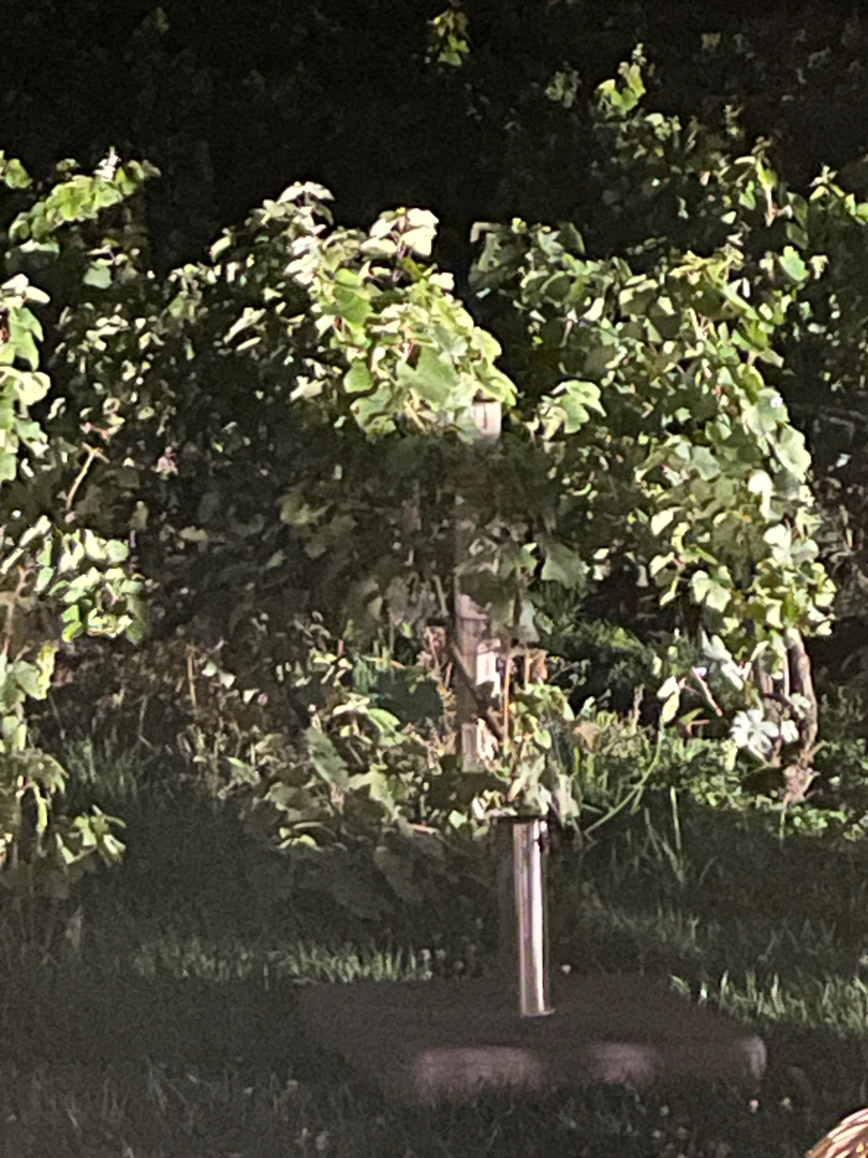 Ritratto di formazione vegetale